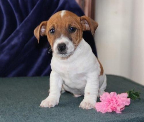Jack Russell Puppies - Victoria Puppies